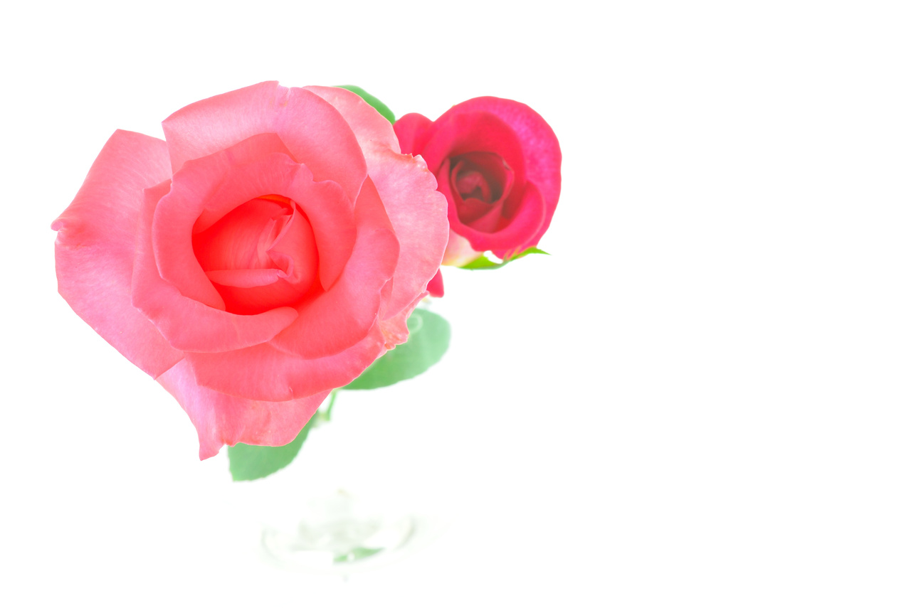 rose flower on valentine concept